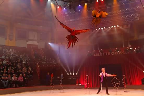 Un spectacle de cirque pour arbre de noel